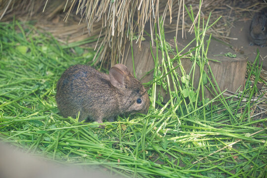 Mexico City, Mexico - March 21, 2024. Teporingo - volcano rabbit living in captivity
