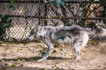 Obraz premium Mexico City, Mexico - March 21, 2024. Wolf (Canis lupus) also known as grey wolf or gray wolf