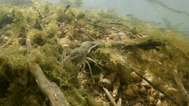 Underwater footage of the Danube Crayfish (Astacus leptodactylus) in its natural habitat, in natural light. The crayfish moves slowly along the river bottom, covered with water snail shells.