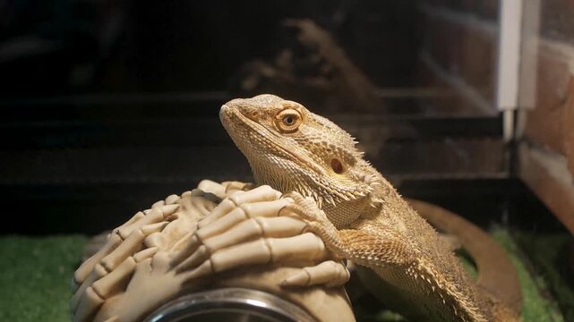 Central bearded dragon lizard sitting inside glass terrarium resting head on white decorative human skeleton hands with brick wall background.