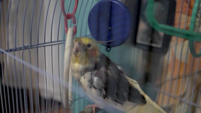 Yellow headed cockatiel parrot with grey wings sitting on wooden perch inside blue wire birdcage containing colorful plastic toys mirror ring while looking at camera.