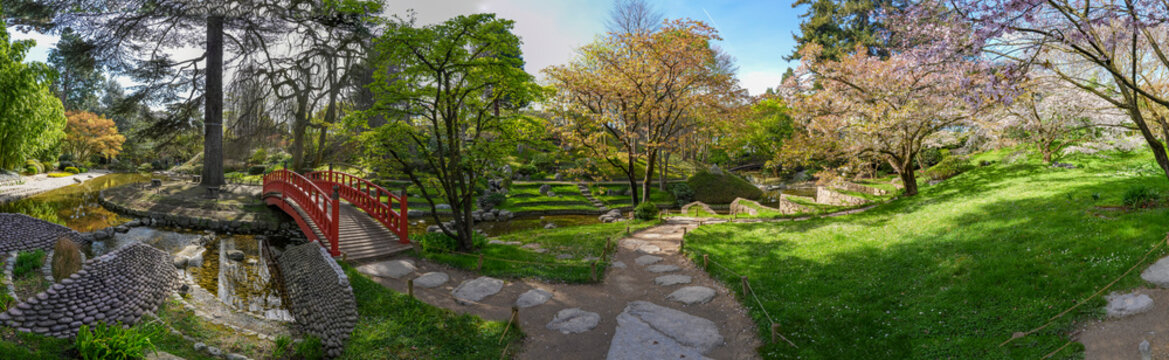 Boulogne-Billancourt, France - 03 17 2026: Albert Kahn's garden. Panoramic view of a Koi pond reflecting a red wooden footbridge and colorful trees and cherry trees in a Japanese garden in spring