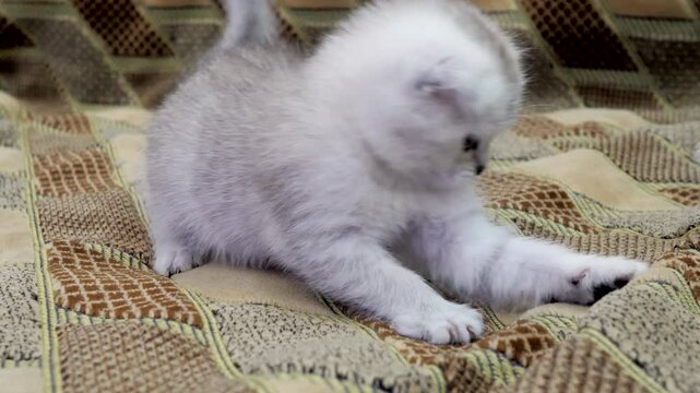 Small fluffy grey Scottish Fold kitten playing with white crumpled paper ball on brown patterned sofa.