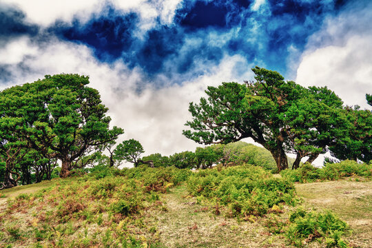 Beautiful laurel trees in the afternoon sunset in the Fanal Forest, Madeira, Portugal