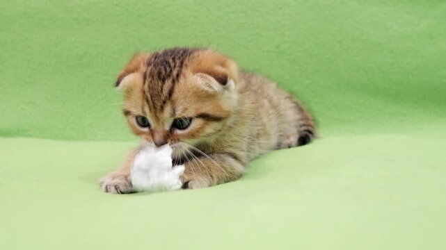 Adorable ginger striped Scottish Fold kitten lying green textile background playing white crumpled paper ball biting pawing toy with tiny claws and focused expression.
