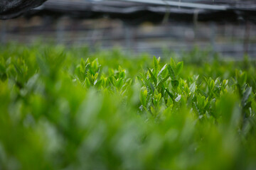 Green tea plantation in soft morning light in Japan