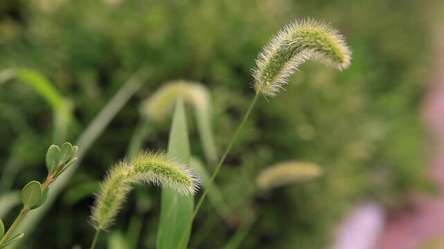 Green foxtail grass swaying gently in the wind with blurry nature background