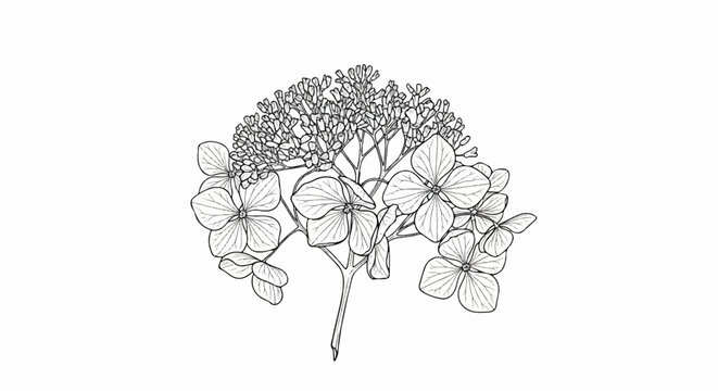 Delicate line drawing of a cluster of hydrangea flowers and buds on a stem