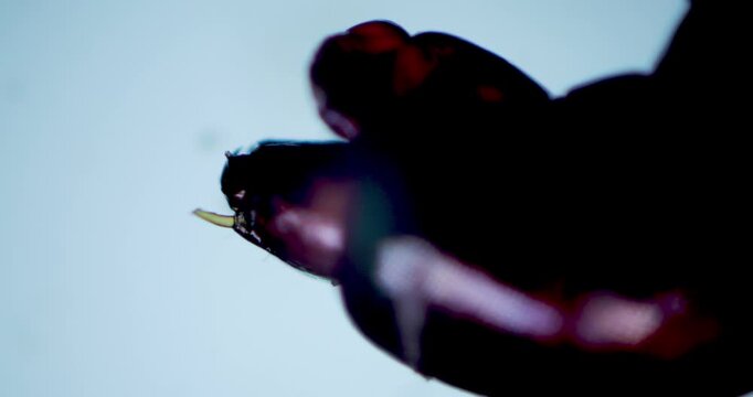 Microscopic Close Up Bloodsucking Larvae Feeding Organs Biological Structure Detail Parasitic Anatomy Study 100x Magnification Scientific Research Microbiology Organism Observation