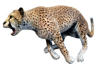 3D Rendering Big Cat Cheetah on White © photosvac