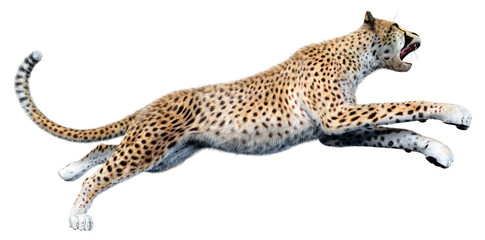 3D Rendering Big Cat Cheetah on White © photosvac