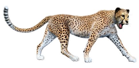 3D Rendering Big Cat Cheetah on White © photosvac