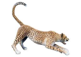 3D Rendering Big Cat Cheetah on White © photosvac