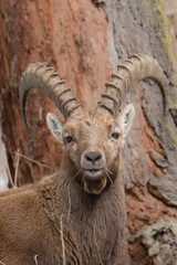 Alpine ibex chewing grass looking at camera