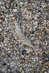 Feder liegt auf Muscheln am Strand, Rügen, Insel, Ostsee, Mecklenburg-Vorpommern, Deutschland, Europa © lichtbildmaster