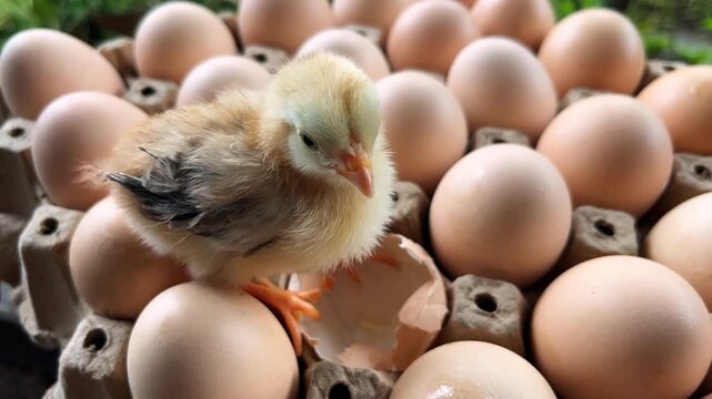 Top view of small yellow chick standing carefully on brown chicken eggs in cardboard tray, newly hatched chick among farm eggs in rural backyard