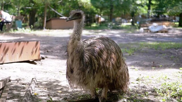 A curious emu explores its surroundings in a park on a bright summer day. The emu, with its distinctive shaggy feathers, observes the park's activity with apparent interest.
