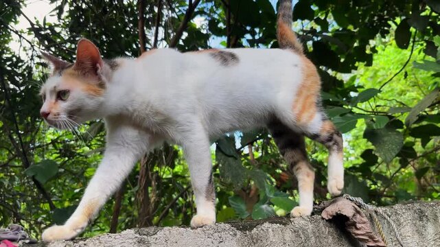 Calico tricolor domestic cat with patchy fur walking cautiously along top of concrete wall in tropical backyard