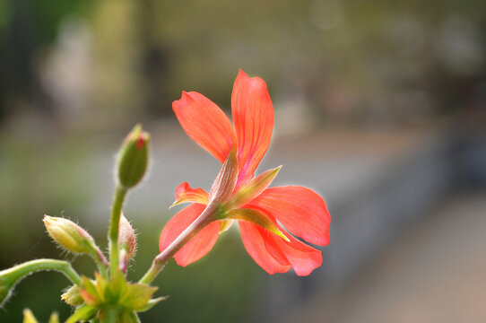 Pelargonie