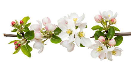 Obraz premium Delicate apple blossoms on a branch with vibrant green leaves, perfect for spring and nature themes