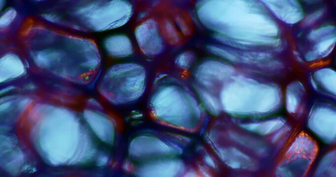 Carbon Sponge Microstructure with Multicolor Lighting for Nanotechnology Research and Development of Lightweight Aerospace Materials with Future Use in Efficient Energy Storage and Filtration Systems