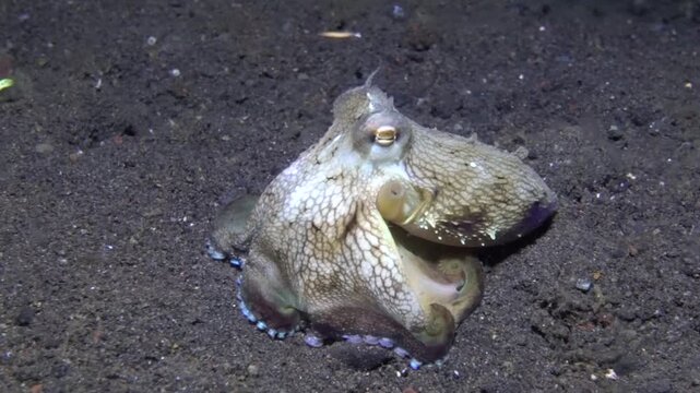 Coconut Octopus