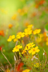 Fototapeta premium Colorful meadow scene with yellow marigold flowers in garden