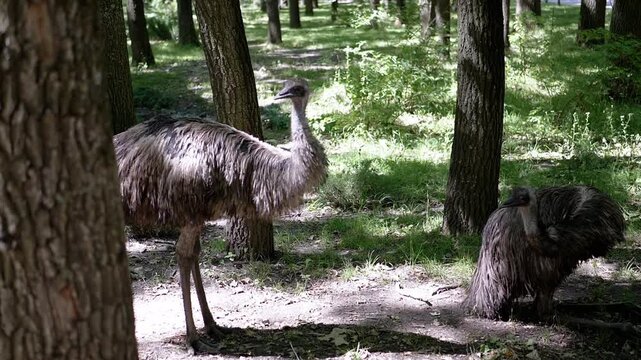 Two emus stand amongst the trees in a peaceful woodland setting. Sunlight filters through the leaves, dappling the forest floor where they rest.