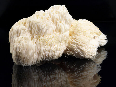 Food and Health - Fresh Hericium Mushroom on black Background