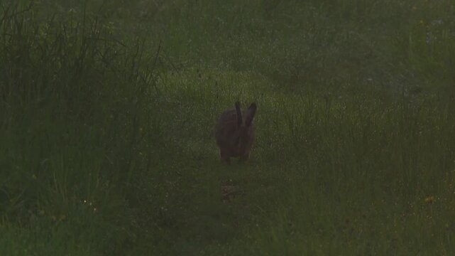 hare hopping along orchard path in soft morning light with dew, atmospheric spring countryside scene