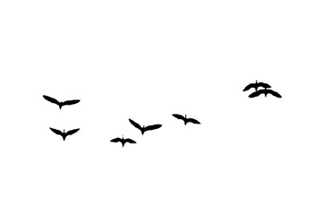 Obraz premium black silhouette flock of birds backlit Isolate on transparent background PNG file