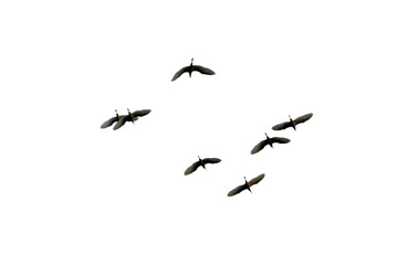 Fototapeta premium black silhouette flock of birds backlit Isolate on transparent background PNG file