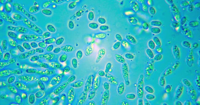 Microscopic View of Single Cell Organisms during Rapid Population Growth at Ideal Temperatures for Ecological Research and Biological Water Purification Systems and Microbiology Study Analysis