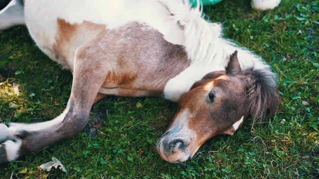 A pinto pony enjoys a moment of relaxation in a sunny meadow, showcasing a peaceful farm scene. Perfect for animal, nature, and countryside projects.