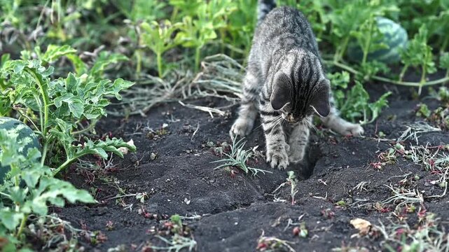Playful cat pouncing on garden soil. playful striped kitten. energetic cat among green plants and loose dirt, natural hunting instinct, outdoor backyard scene, closeup animal action,
