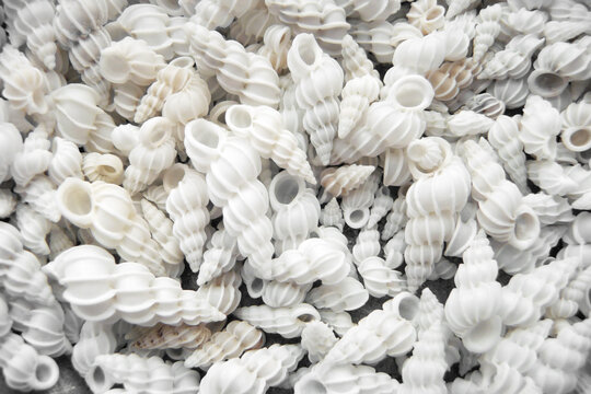 closeup of wentletrap seashells mostly under one inch long, found on the beaches of Sanibel Island Florida