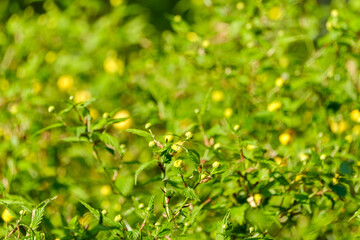 Obraz premium 春の庭に咲く鮮やかな黄色のヤマブキ（山吹）の蕾と緑の葉のクローズアップ。自然背景や春のイメージ素材。