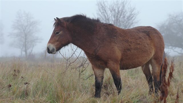 Exmoor pony (Equus ferus caballus) grazes on grass in a natural pasture. The wild horse stands in open countryside landscape. Outdoor wildlife scene in rural environment.
