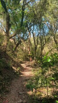 POV Dappled Sunlight on a Winding Forest Path Morning Hike