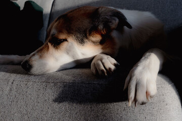 Lonesome dog resting on a grey sofa with dramatic sunlight and shadows. Mixed breed dog lying down in a living room, feeling calm or sad. Domestic pet relaxing at home in high contrast light. © sam5985
