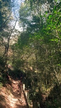 Person Walking Up a Sunny Forest Path morning hike