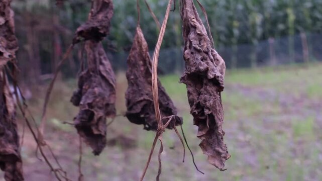 A video showcasing withered plants in a serene natural setting with a fence in the background