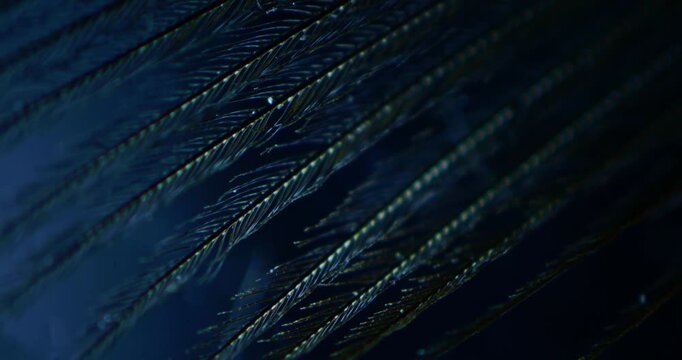 Detailed Microscopic View of Duck or Swan Down Feathers in Laboratory for Avian Biology Research and Seasonal Migration Tracking including Studies of Pathogen Transmission in Migratory Bird Species