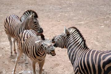 Fototapeta premium Three zebras interact on dry ground