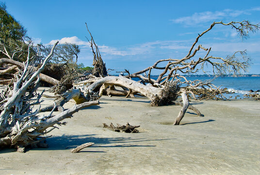Driftwood on East Beach St. Simon's Island Glynn County Georgia Coastline Eastern United States