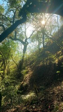 Golden Sunlight Illuminating a Lush Forest with Dappled Light
