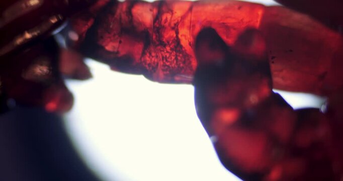 Microscopic 100x Magnification of Mosquito Larva Internal Organs showing Heart and Digestive Tract for Biological Research of Hematophagous Insects and Swallowing Reflex Mechanics in Entomology