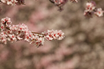 Naklejka premium Pink almond blossom
