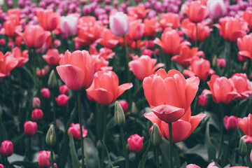 Fototapeta premium Beautiful fresh colorful tulip flowers in bloom, close-up view. Natural spring background.