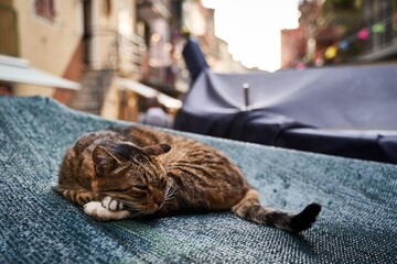 Cat Lazy © 智勤 何